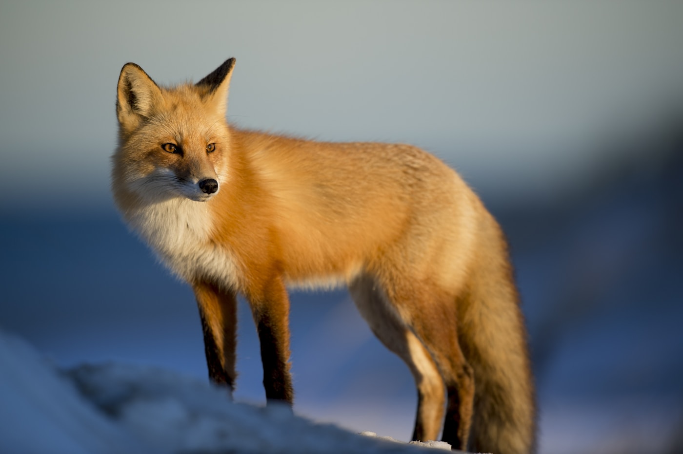 Faune et Flore